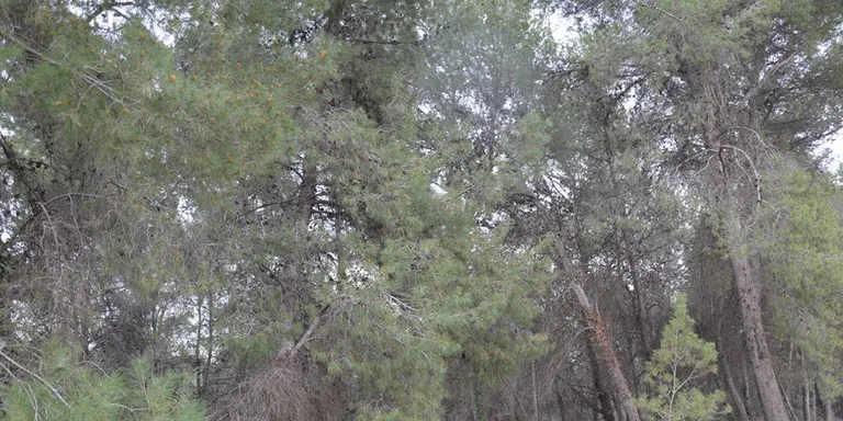 Prohibit fer foc a terrenys forestals sense autorització des d'aquest dimarts