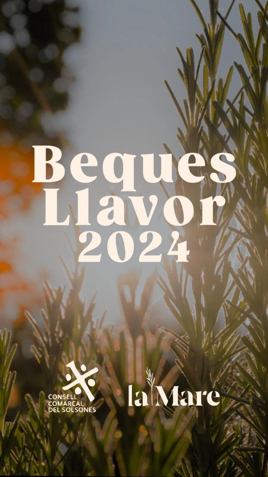 <strong>Les Beques Llavor 2024 dotaran amb 1.500 euros dues propostes de creació artística al Solsonès</strong>