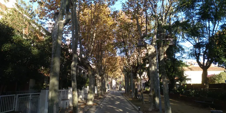 Continua la campanya de poda de l'arbrat de Pineda