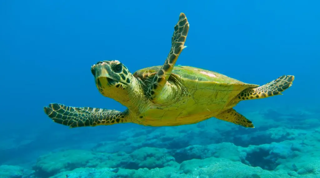 El CRAM allibera una tortuga marina a Blanes i una altra intenta fer una posta a Canet