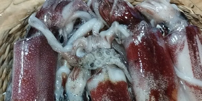 Tot a punt per les Jornades Gastronòmiques del Calamarenys