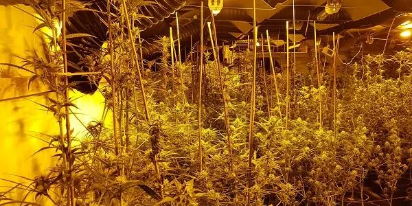 La Guàrdia Civil desmantella una plantació de 270 plantes de marihuana a La Pobla
