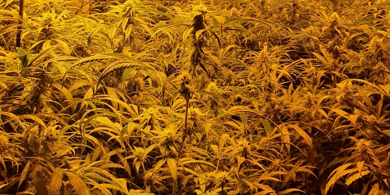Desmantellada a Pineda una plantació amb 1000 plantes de marihuana