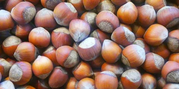 Els pagesos productors de fruita seca del Camp de Tarragona viuen el tercer any consecutiu de males collites