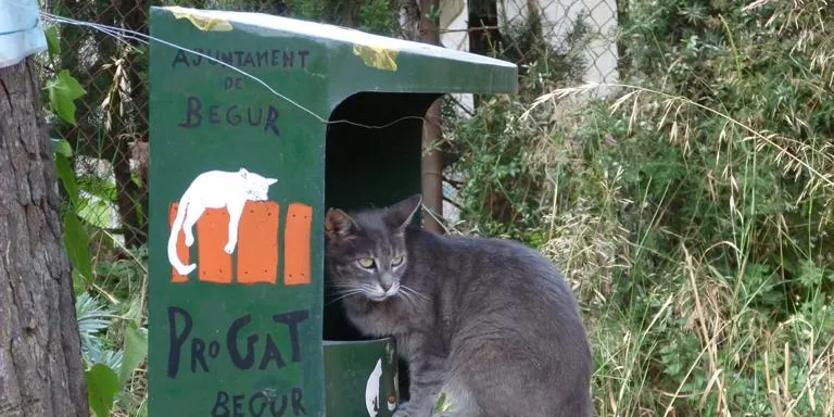 Begur convoca una sessió informativa sobre la gestió de les colònies de gats per la nova llei de protecció animal