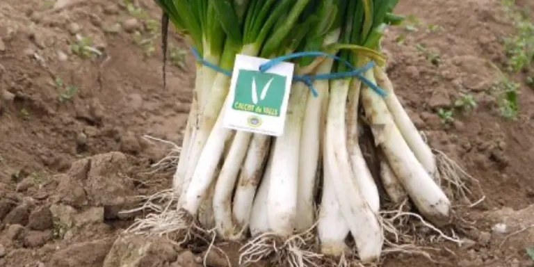 El senador Josep Rufà (ERC) es reuneix amb la IGP Calçot