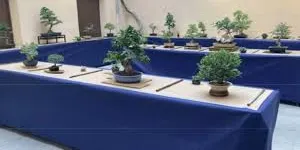 L'obertura de l'Exposició de Bonsais, protagonista del sisè dia d'actes previs de Sant Joan