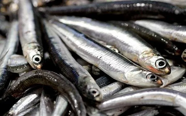 La consellera d’Agricultura, Ramaderia i Pesca, Meritxell Serret, visita la confraria de pescadors de Torredembarra