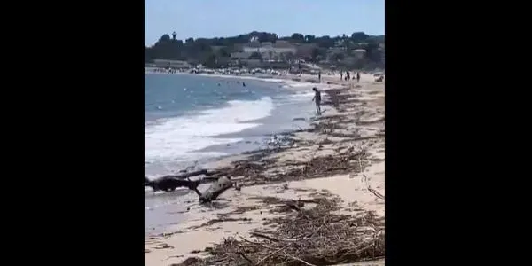 Torredembarra prohibeix el bany a la platja per les restes vegetals arribades a causa del temporal