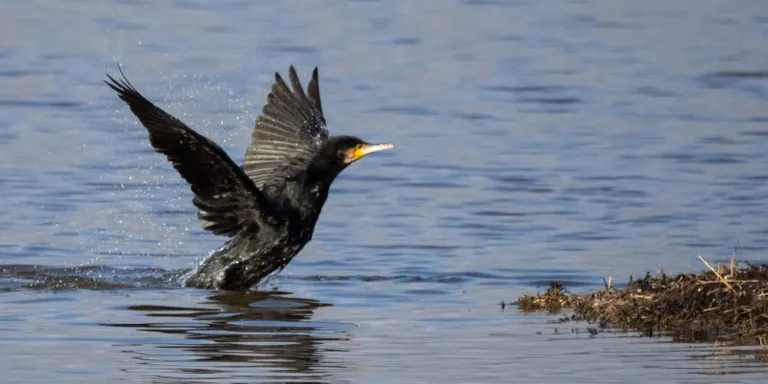 Corbs marins grossos i ànecs collverd són els ocells aquàtics hivernants amb més presència al Solsonès