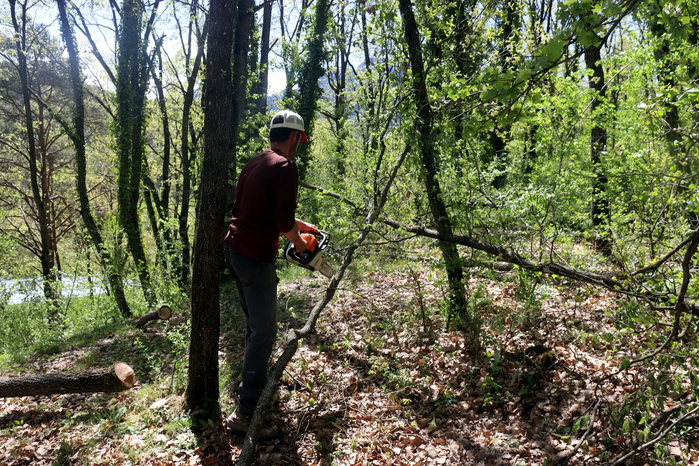 Una persona treballant en un bosc de la Vall de Lord. Maig de 2021.