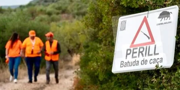 Roda de Berà controla la població de porc senglar amb una batuda aquest dijous