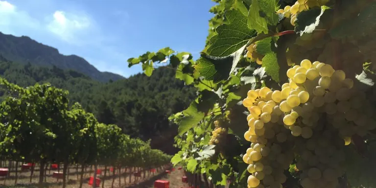 El Consell Comarcal presenta el primer catàleg de cellers, molins i allotjaments de l'Urgell