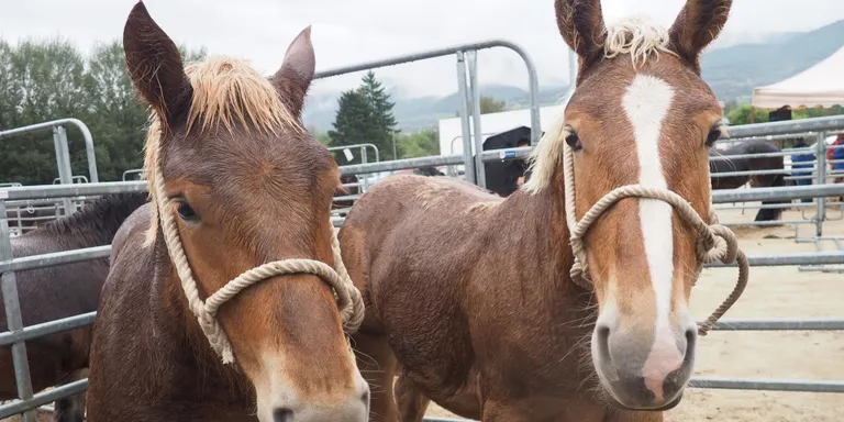 Unió de Pagesos reclama que l’adequació dels mòduls de l’IRPF del 2019 per al sector equí inclogui la Cerdanya, la Val d’Aran i el Ripollès