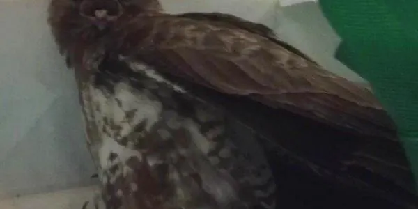La Policia Local d’Altafulla captura un exemplar d’aligot a l’avinguda Marquès de Tamarit