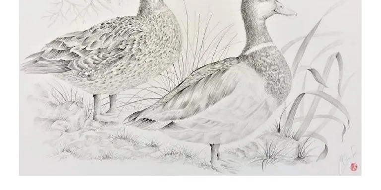 Els originals de la sèrie Medi Natural de la Riera es podran veure a una exposició