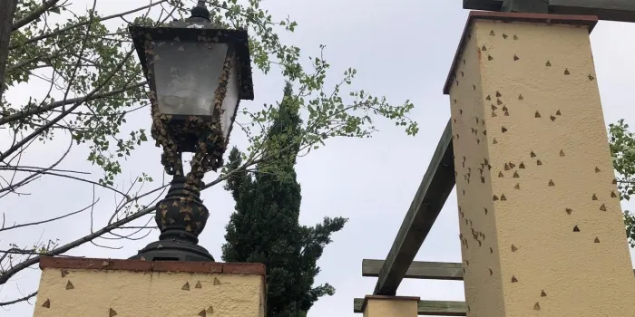 Arenys pateix la plaga de l’arna nocturna, l'eruga peluda del suro