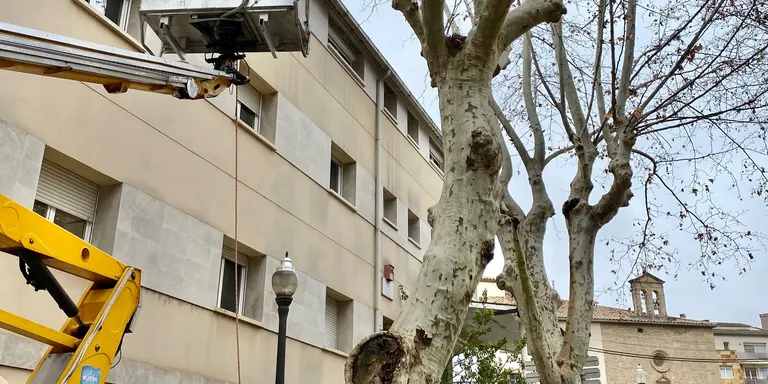 L'Ajuntament de Solsona organitza una doble xerrada sobre la gestió de l'arbrat urbà al municipi
