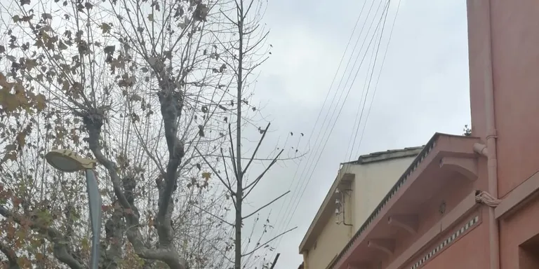 Aquest matí s’han plantat dos plataners a la zona de l’Eixample per substituir els que van retirar perquè estaven malmesos