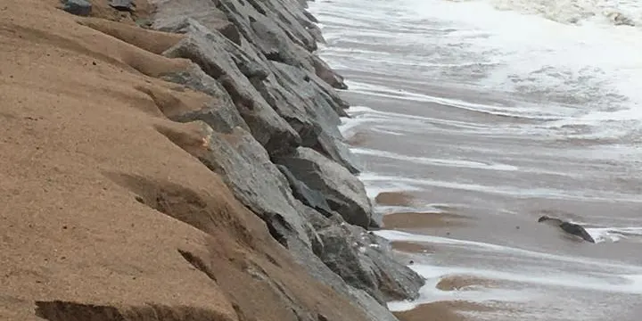 El Ministeri de Medi Ambient farà un estudi de la situació de la Platja de Pineda per a concretar actuacions