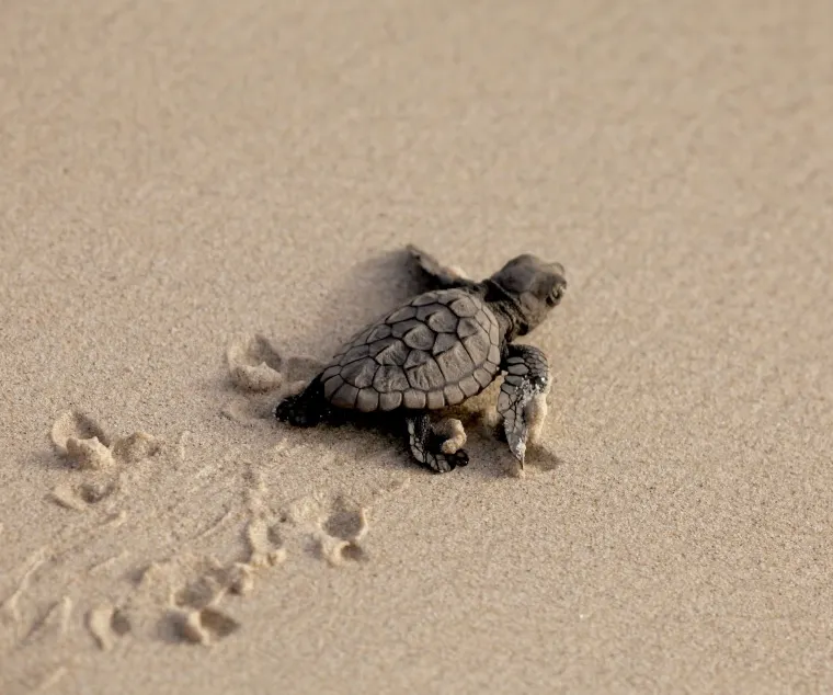 'Caretta a la vista', si veus una tortuga marina truca al 112