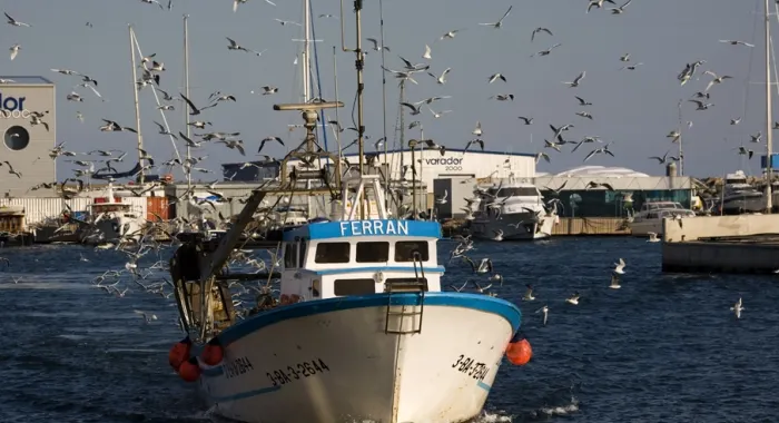 La subhasta de peix al port és un dels atractius turÃstics de la vila (Font: www.costadebarcelona