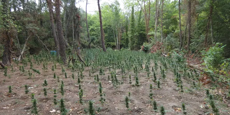 Tres detinguts per conrear 2.000 plantes de marihuana en una zona boscosa de Vidreres