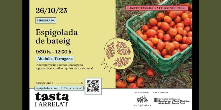 Jornada per espigolar tomàquets aquest dijous a Altafulla