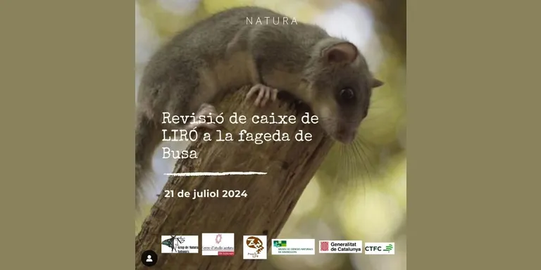 El Grup de Natura del Solsonès durà a terme una revisió de caixes niu de liró a la fageda de Busa