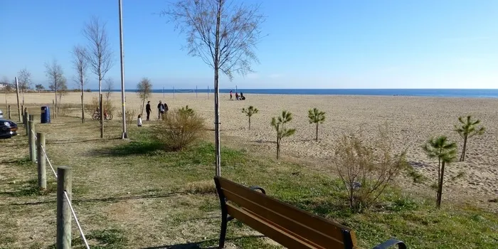 La regidoria de Medi Ambient prepara una acció per recuperar i conservar la vegetació autòctona del litoral arenyenc