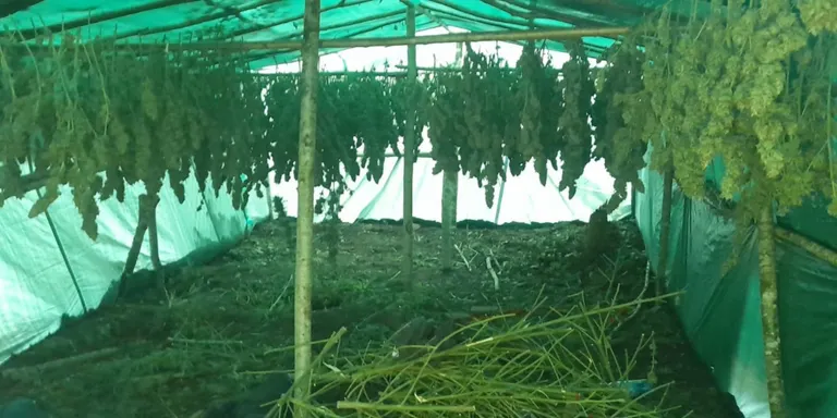 Detenen sis homes que vivien en un campament protegir una plantació de marihuana a Susqueda