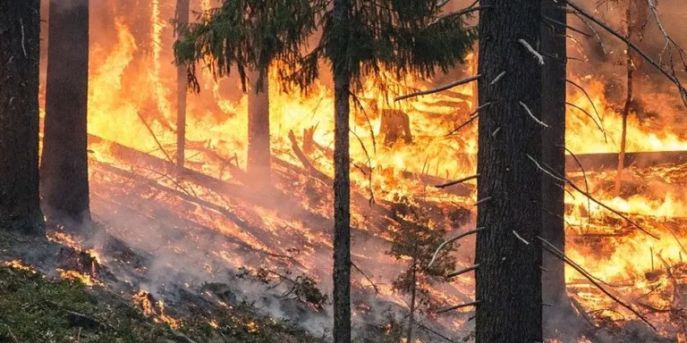 L'Escola Agrària i el CTFC organitzen una jornada virtual sobre gestió forestal per prevenir incendis