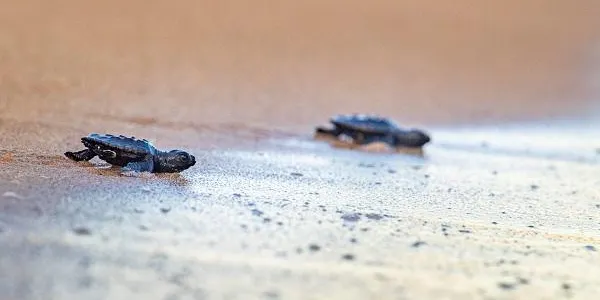 La Sínia col·laborarà el dilluns vinent en l’alliberament de les tortugues nascudes l’any passat a la platja del Miracle de Tarragona