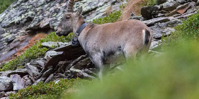 La cabra salvatge reapareix al Pallars Sobirà