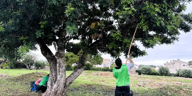 Espigolada d'oliveres dilluns i dimarts vinent a Torredembarra
