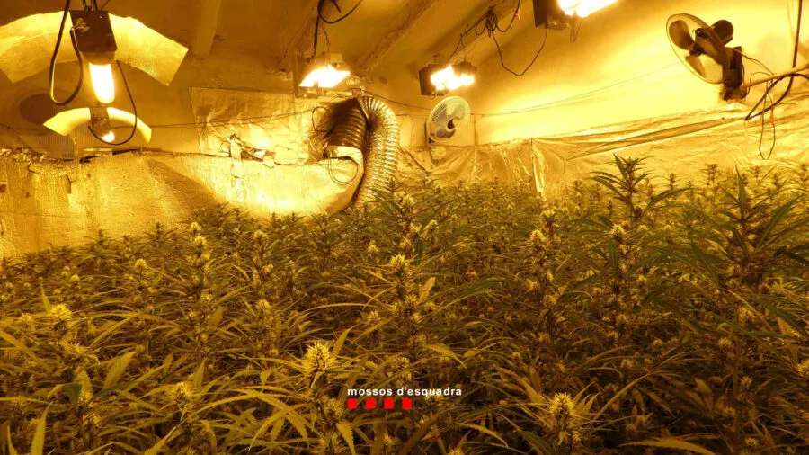 Dos detinguts en un operatiu en una plantació de més de 1.400 plantes de marihuana