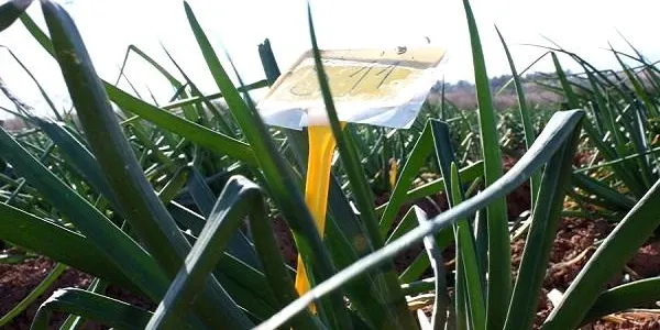 Els Germans Blanch preveuen una producció de prop d’1.300.000 de calçots aquesta temporada