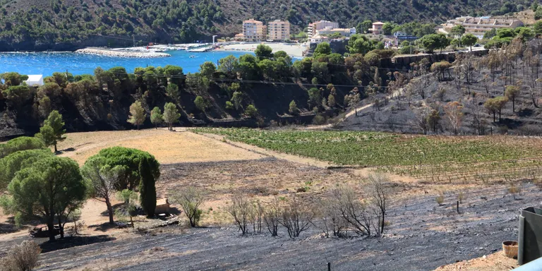 Les vinyes i les pastures, clau per frenar l'expansió de l'incendi de Colera i Portbou