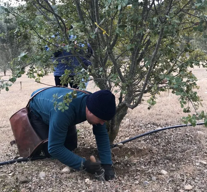 Tres quartes parts de la producció de tòfona anual a Catalunya provenen del conreu