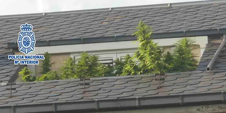 Detingut per tenir una plantació de marihuana a la terrassa d'un àtic de la Seu d'Urgell