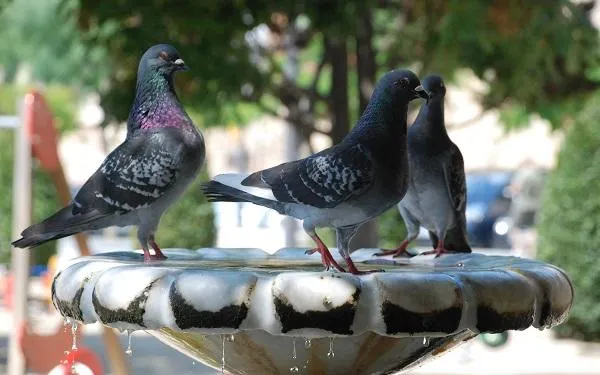 Foto: Diputació de Tarragona
