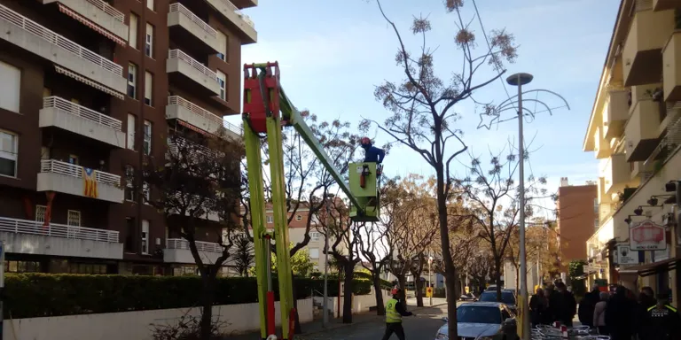 S’ha iniciat la campanya de la poda
