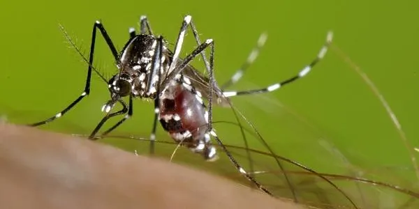 Punt i final a la campanya de prevenció i de lluita contra el mosquit tigre