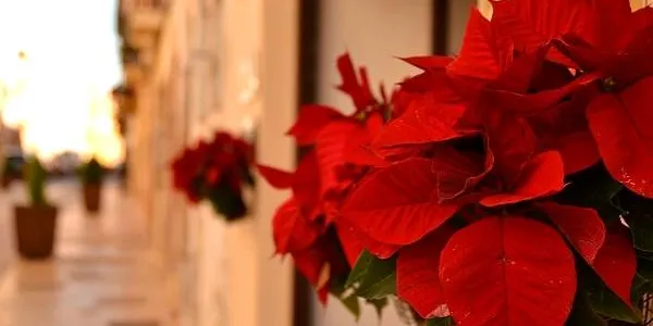 L’Associació Turística d’Empresaris i Comerciants d’Altafulla no oferirà enguany cap campanya promocional de Nadal