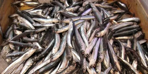 Un estudi alerta de la disminució de la mida del peix blau