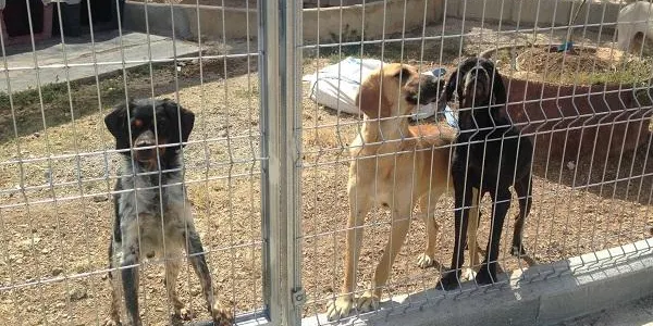 Un retard de les comandes deixa sense menjar la protectora d’animals de Torredembarra