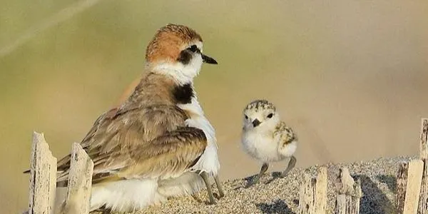 Neix una altra cria de corriol camanegre a la platja del Vinyet