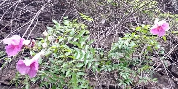 El grup ecologista Gepec treballa per recuperar el bosc mediterrani a la Finca Canyadell d’Altafulla