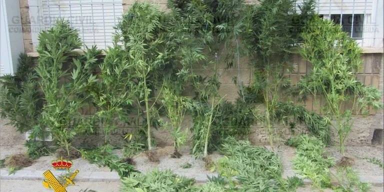 La Guàrdia Civil intervé 16 plantes de marihuana a Oliana
