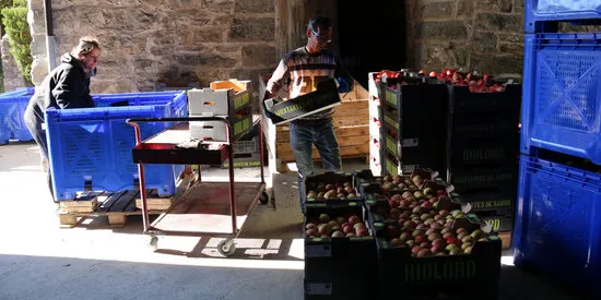 Biolord preveu un 40% menys de producció de pomes per les glaçades de la primavera